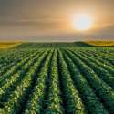 O Efeito das Mudanas Climticas no Setor Agrcola