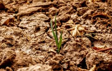 Estiagem e excesso de chuvas s�o respons�veis pela maior parte dos danos causados no agroneg�cio