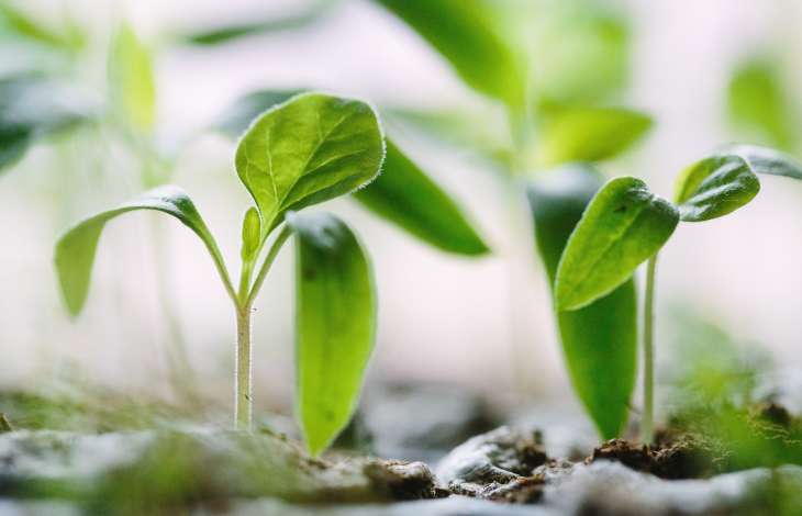 A importncia do monitoramento da umidade do solo na agricultura